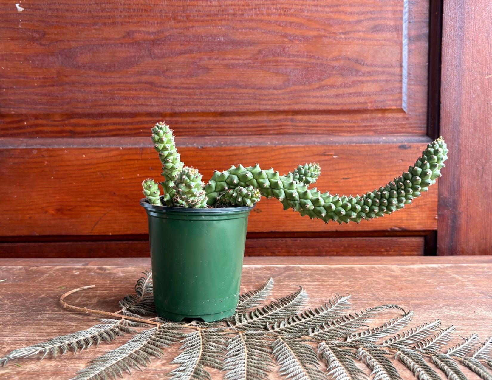 Euphorbia - Lugardiae 4 inch