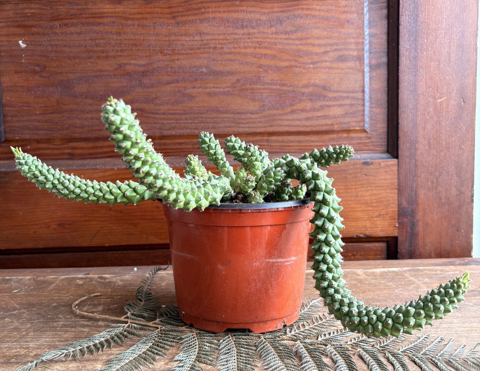 Euphorbia - Lugardiae 6inch