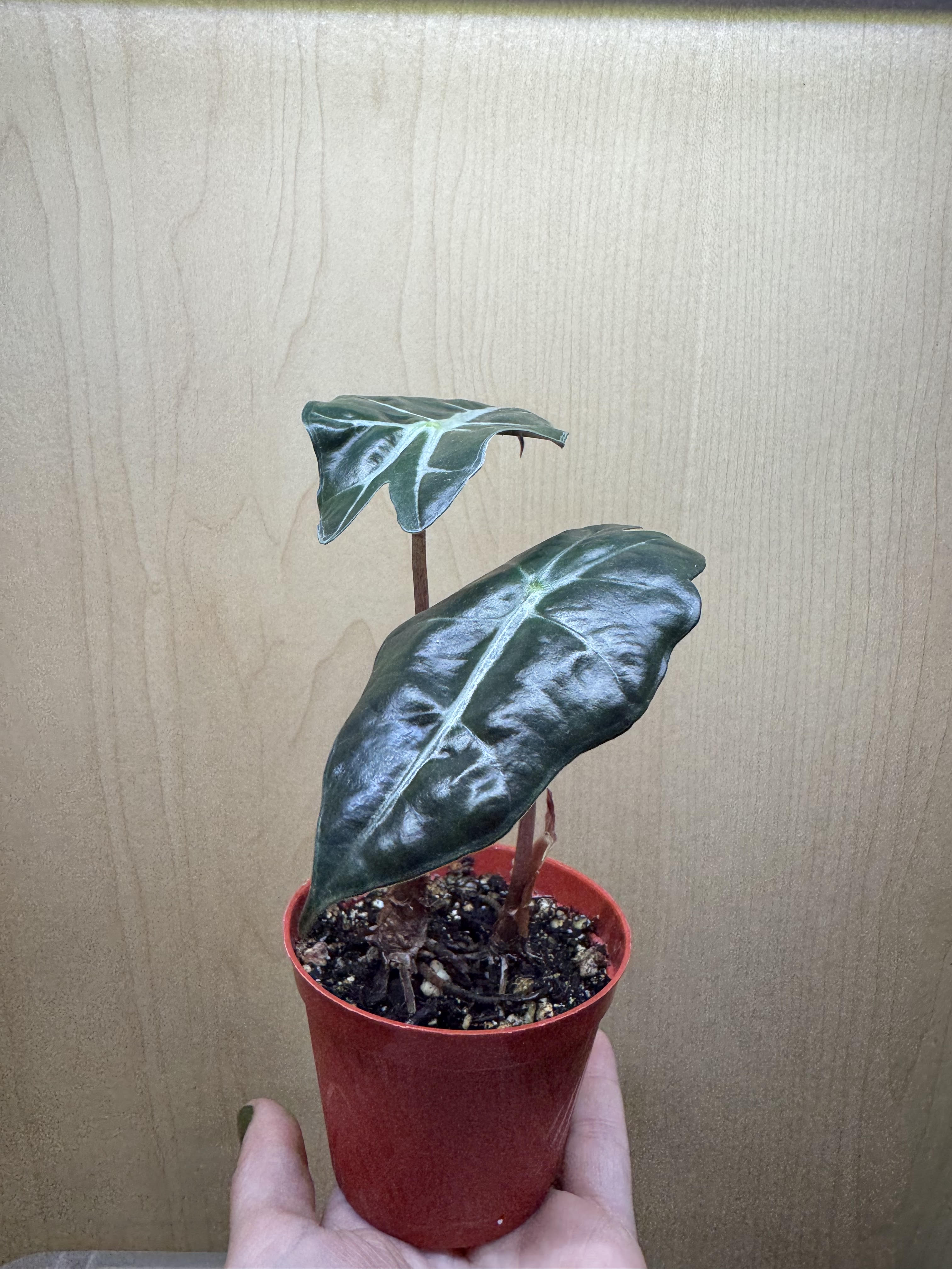 Juvenile Alocasia Polly/Amazonica 2"