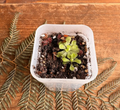 Butterwort "ping"