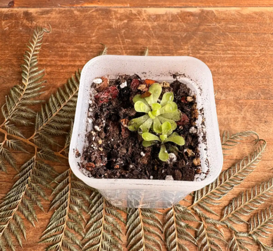 Butterwort "ping"
