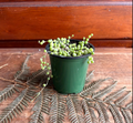 String of Pearls