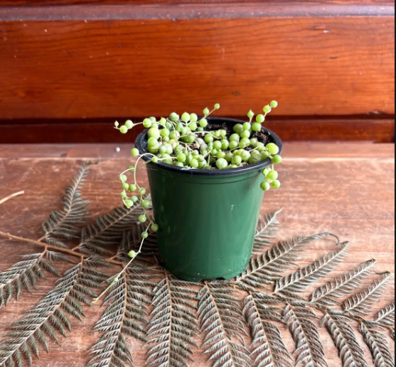 String of Pearls