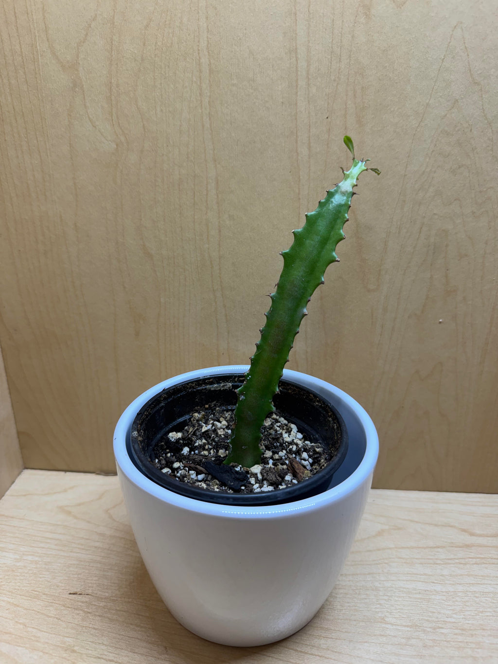 Euphorbia Trigona 4"