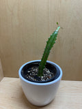 Euphorbia Trigona 4"