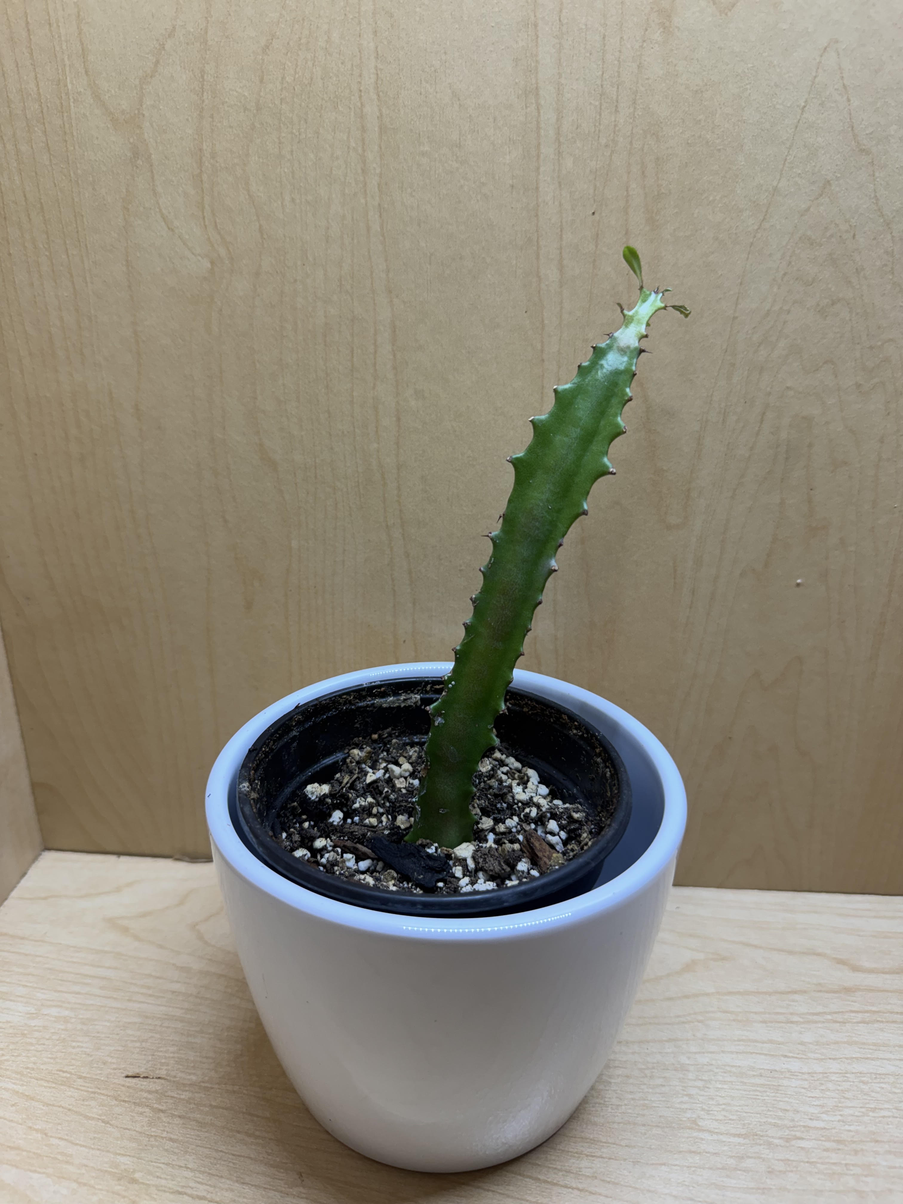 Euphorbia Trigona 4"