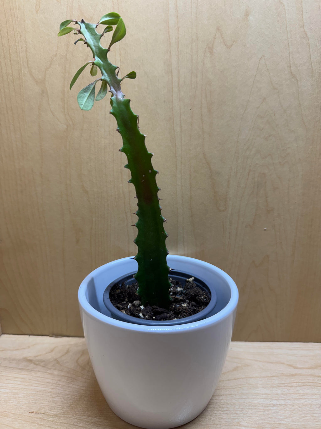 Euphorbia Trigona 4"