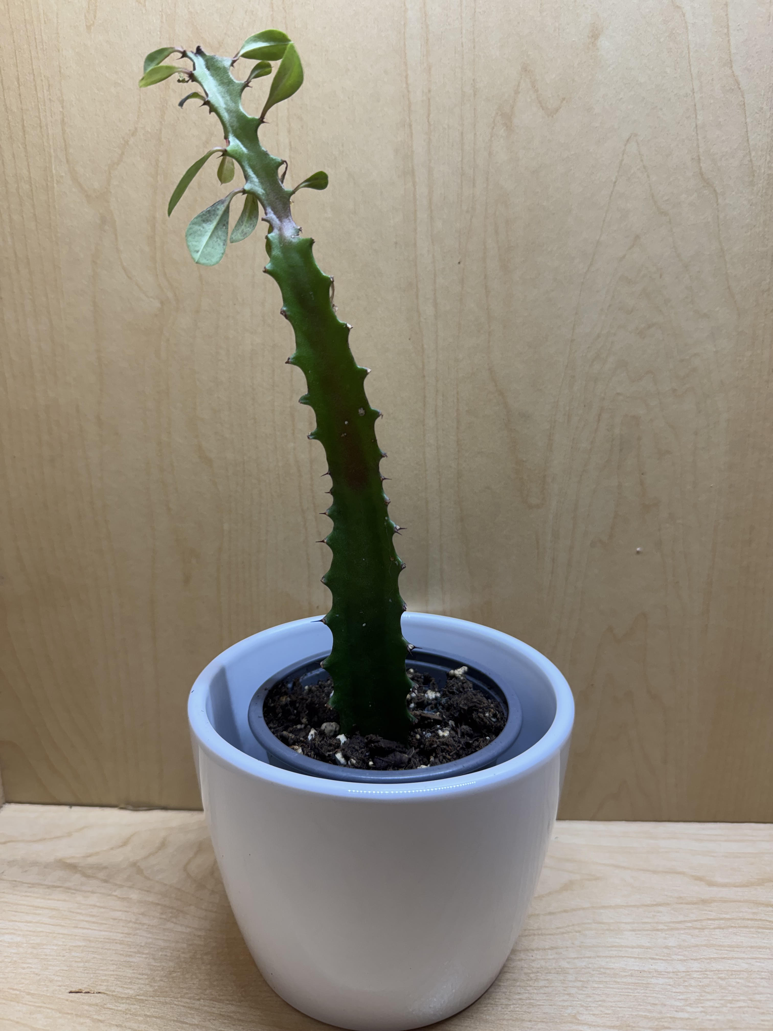 Euphorbia Trigona 4"