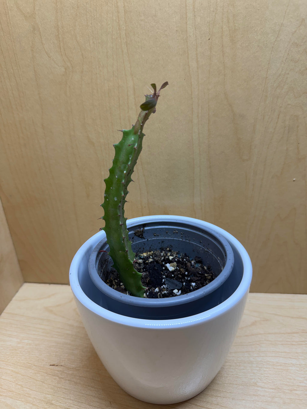 Euphorbia Trigona 4"