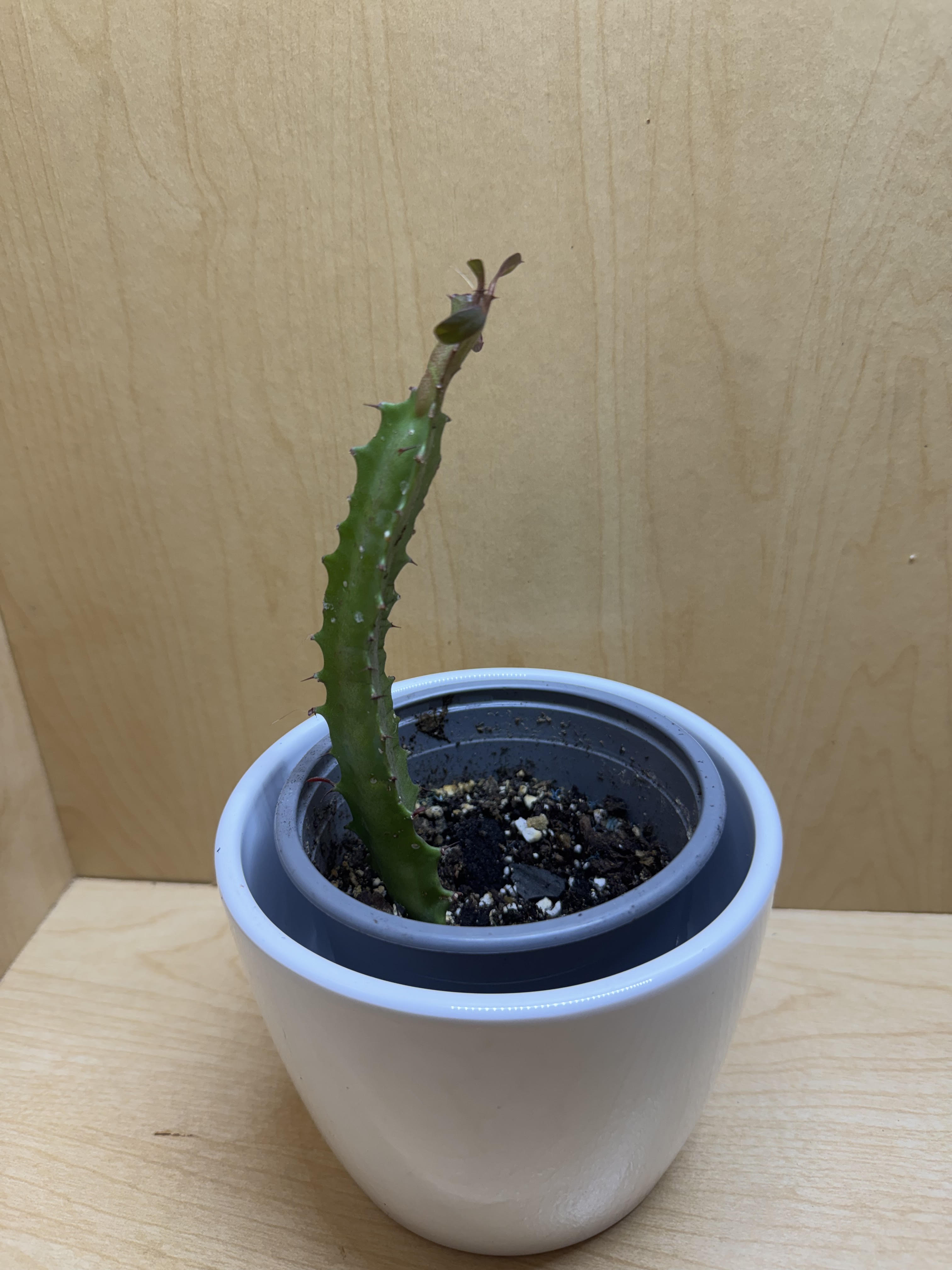 Euphorbia Trigona 4"