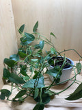Cebu Blue Pothos 4"