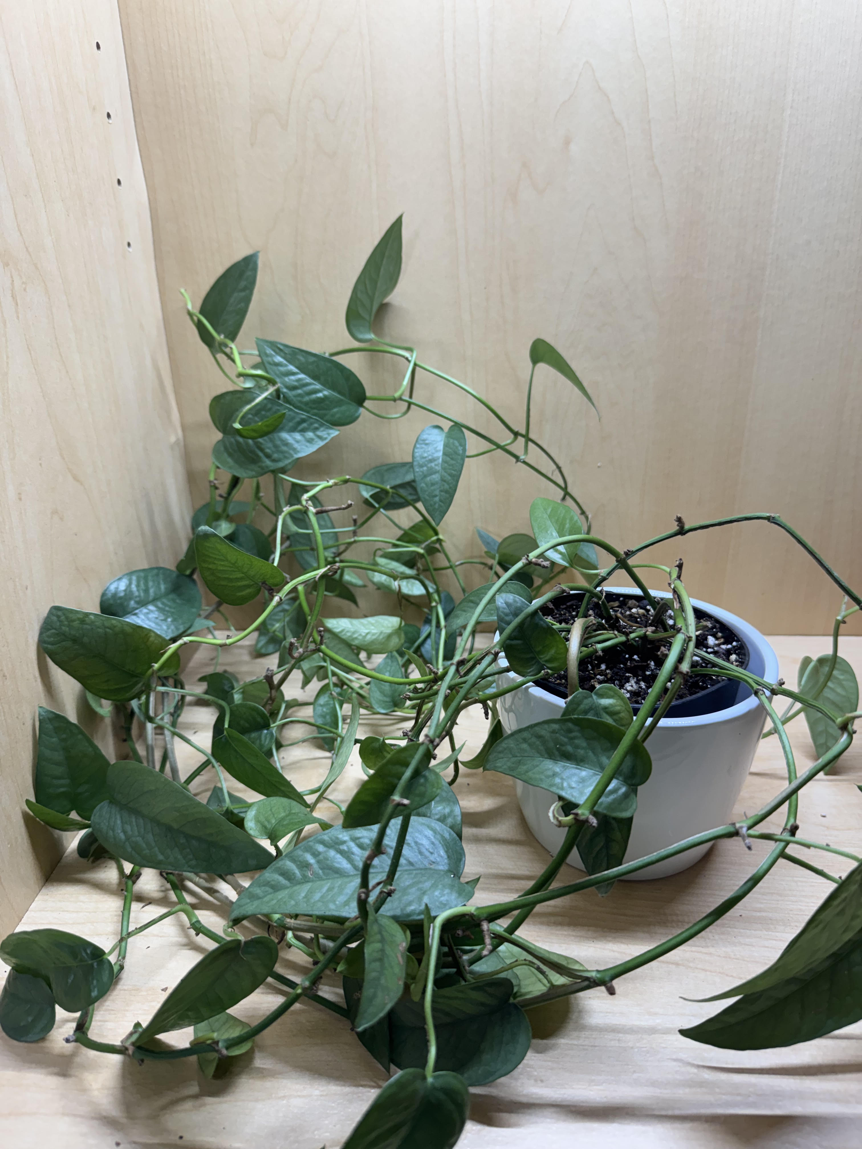 Cebu Blue Pothos 4"