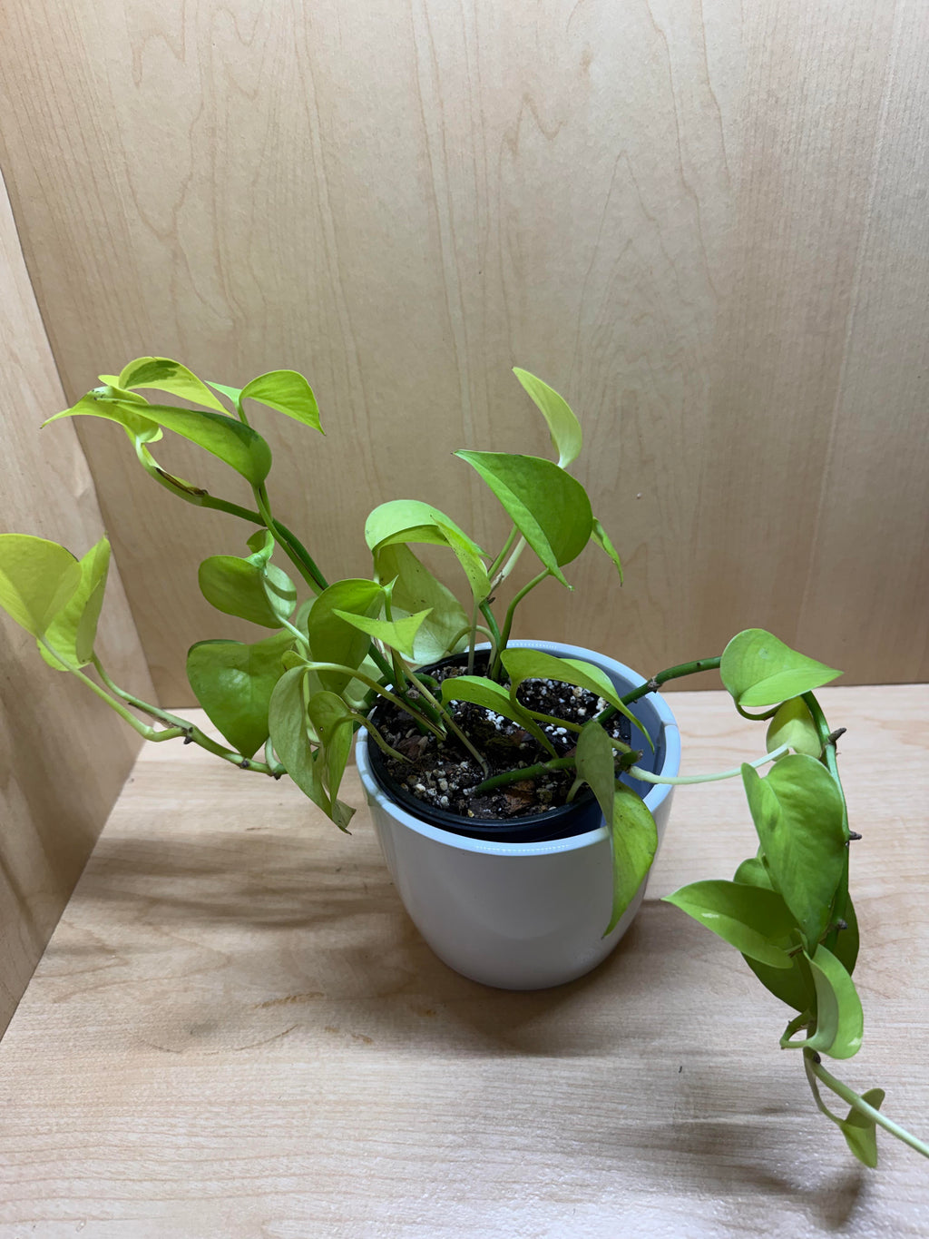 Neon Pothos- 4"