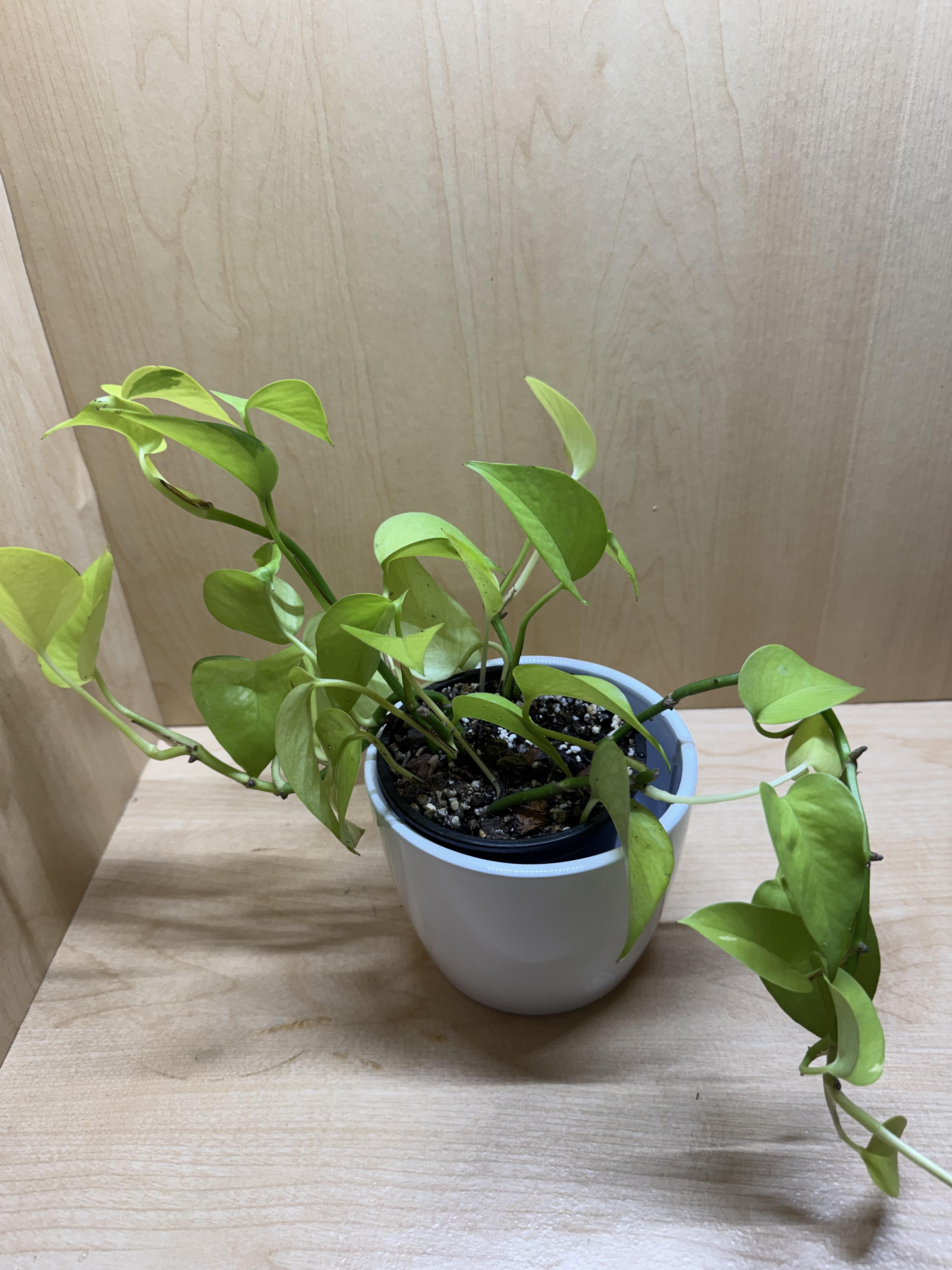 Neon Pothos- 4"