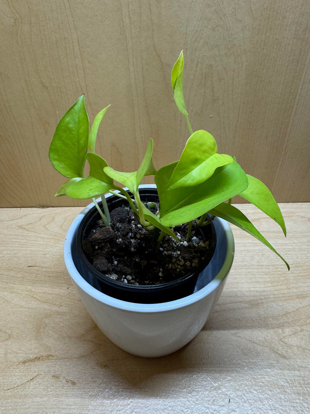 Neon Pothos- 4"