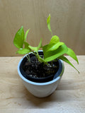 Neon Pothos- 4"