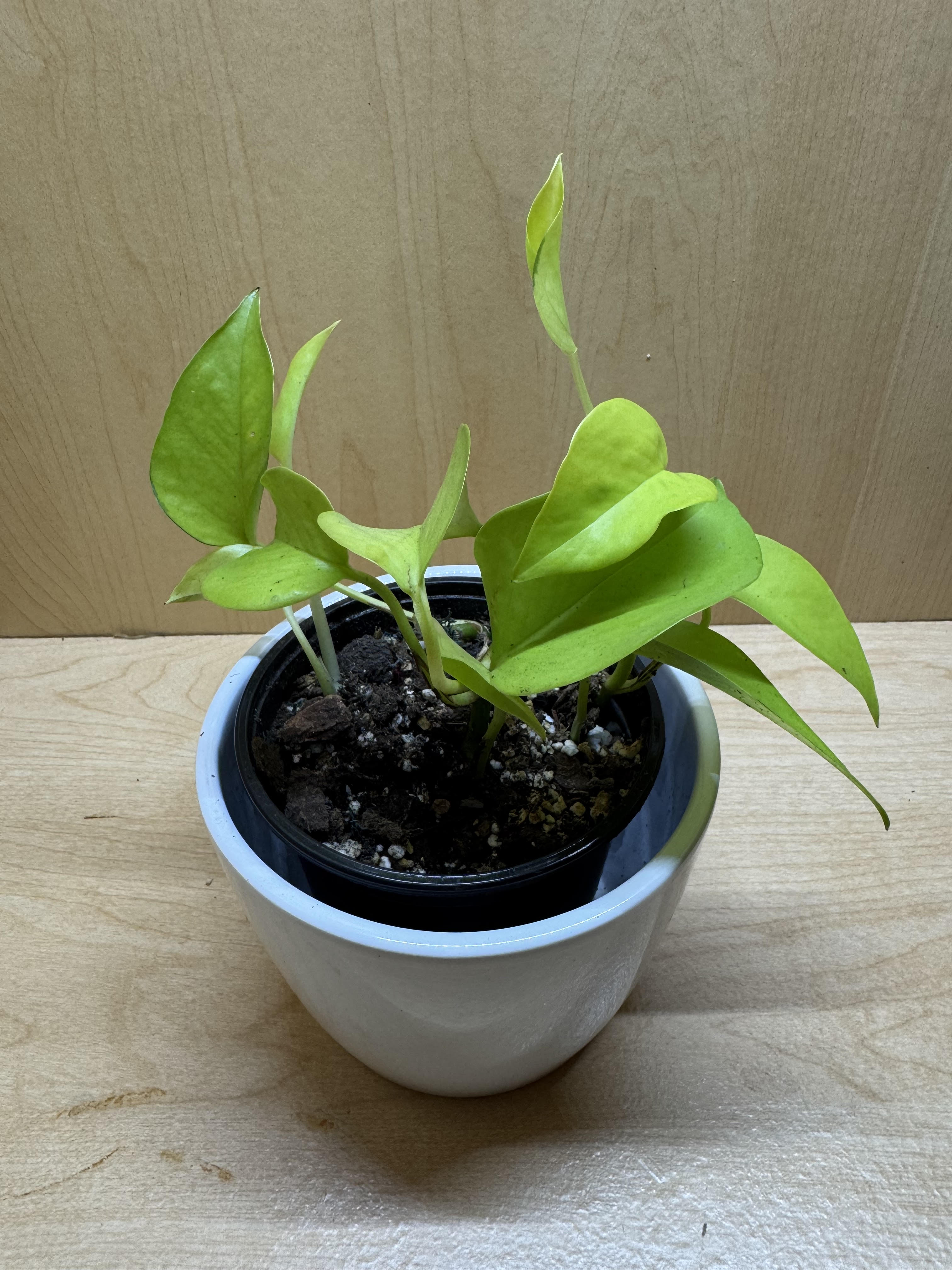 Neon Pothos- 4"